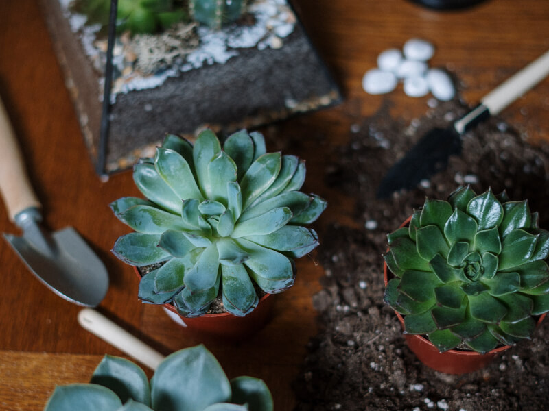 The Best Craft Kits for Flower and Plant Lovers